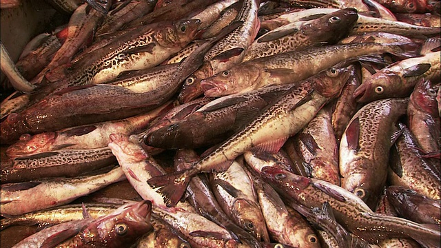 阿拉斯加鳕鱼在北海道捕鱼视频下载