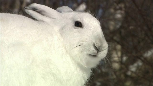 北海道佐罗别国家公园的山兔视频素材