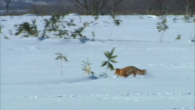 北海道佐别平原上的狐狸视频素材