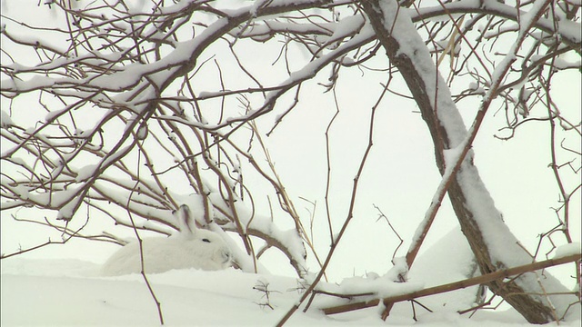 北海道佐罗别国家公园的山兔视频素材