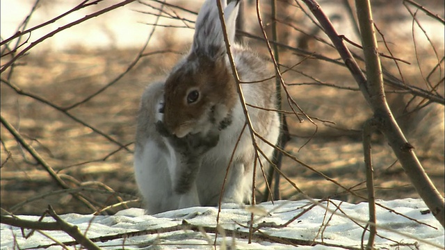 萨罗别苏平原的野兔视频素材