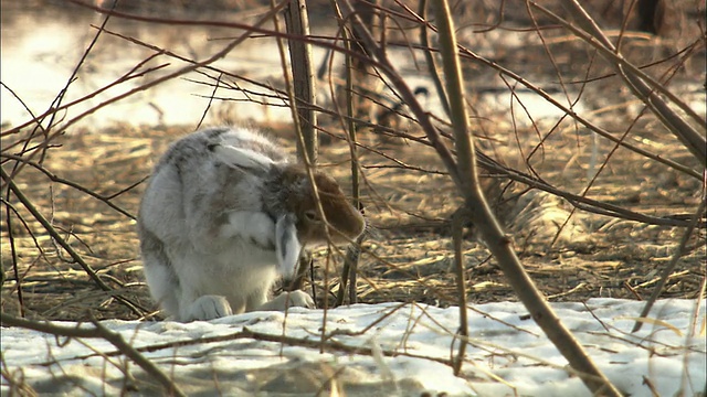 萨罗别苏平原的野兔视频素材