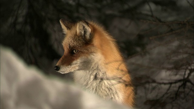 北海道佐别国家公园的赤狐视频素材