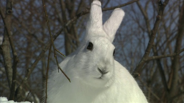 北海道佐罗别国家公园的兔子视频素材