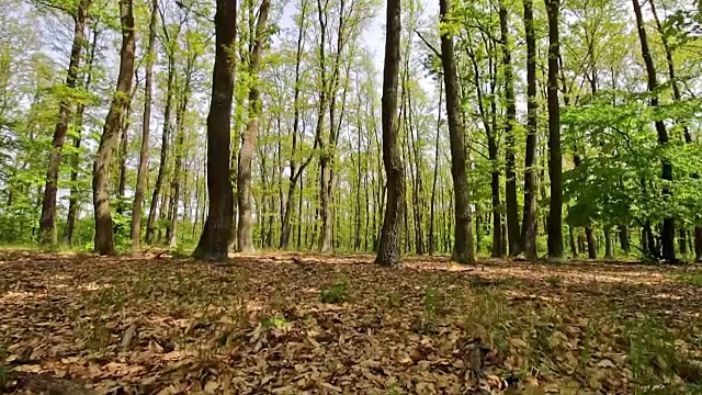 森林细节与角木和橡树视频素材