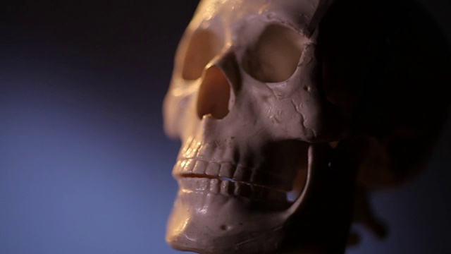 人类骨骼视频下载