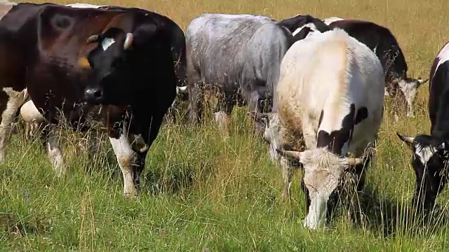 牧场上的牛。视频下载
