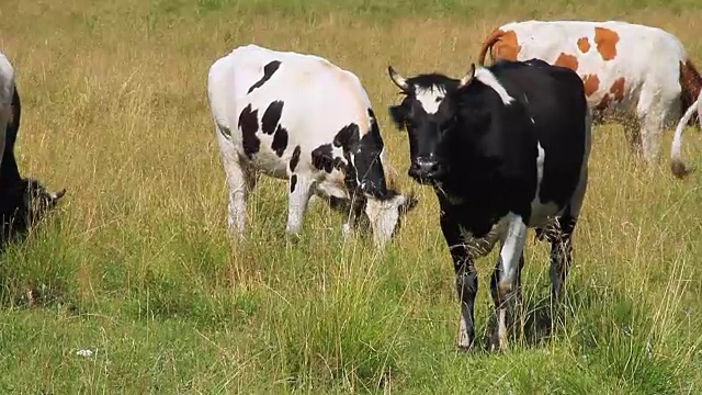 牧场上的牛。视频下载