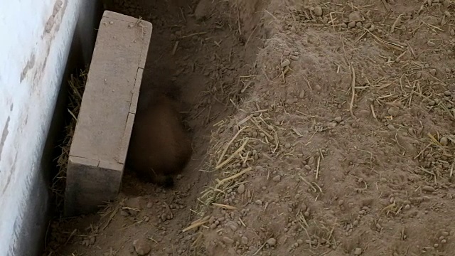 土拨鼠在挖土视频素材