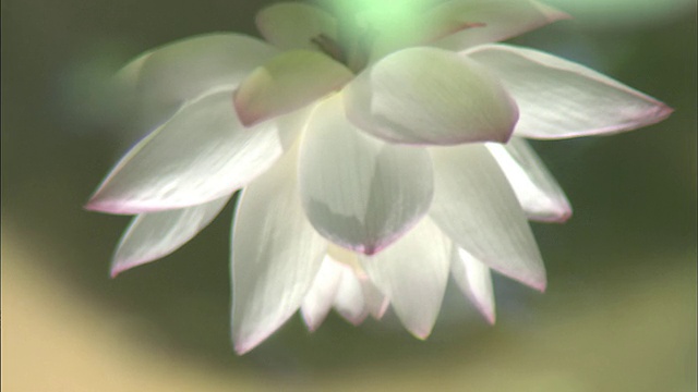 水中映出一朵娇嫩的白莲。视频素材