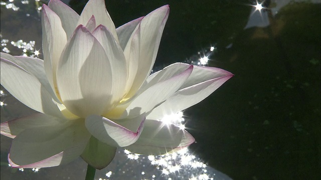 一朵白莲长在一个波光粼粼的池塘上。视频素材