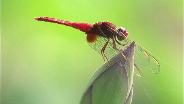 一只鲜红的蜻蜓贴着一朵未开的荷花，旁边是另一朵盛开的荷花。视频素材