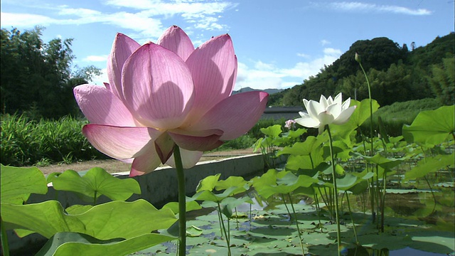 阳光透过池塘里盛开的荷花的花瓣。视频下载