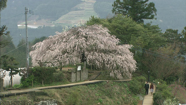 春天，山坡上的一个小村庄里，一棵垂头丧气的老樱桃树开了花。视频下载