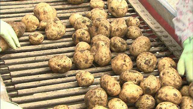 农场工人对土豆进行分类和挑选。视频素材