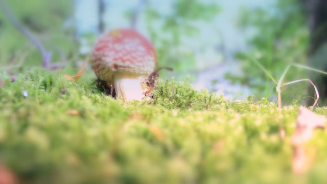 红色毒蕈魔术蘑菇倾斜向上射视频素材