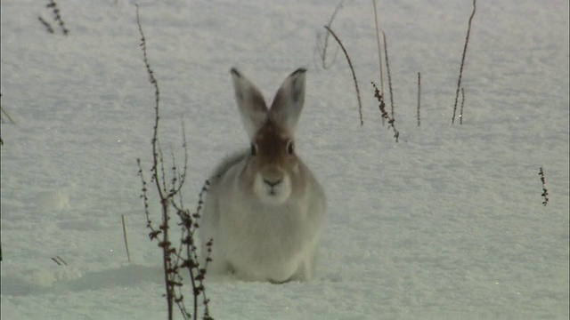 萨罗别苏荒野的野兔(野兔)视频素材