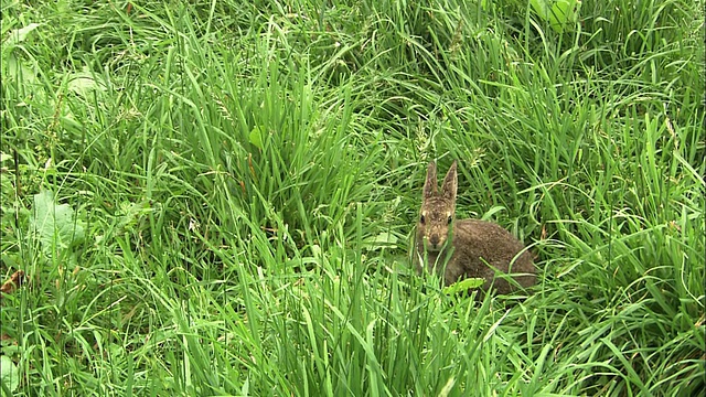 北海道佐别平原的山兔视频素材