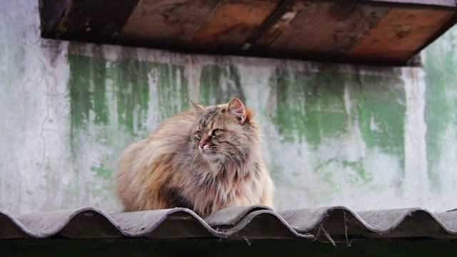 屋顶上的流浪猫视频素材