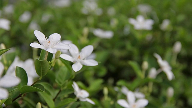 栀子是一种白色的花，在花园里很香。视频下载
