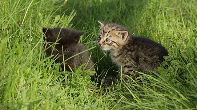 绿色草地上的小虎斑猫视频素材