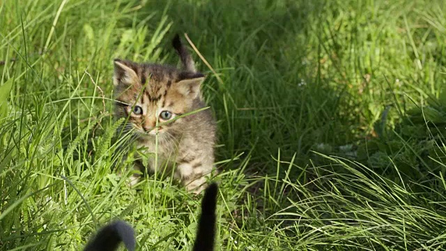 绿色草地上的小虎斑猫视频素材
