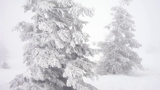 圣诞冷杉树在冬天的雪野森林下雪视频素材