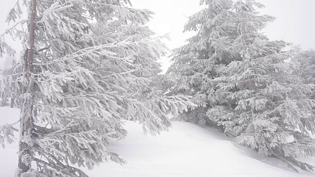 圣诞冷杉树在冬天的雪野森林下雪视频素材