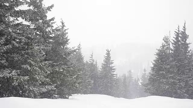 圣诞冷杉树在大雪纷飞的冬天野生森林里视频素材