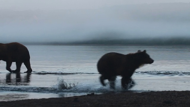 熊捕鱼视频素材
