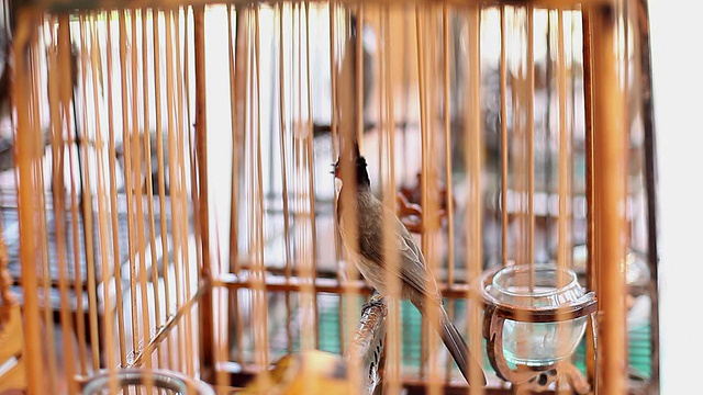 鸟笼中的红须鹎视频下载
