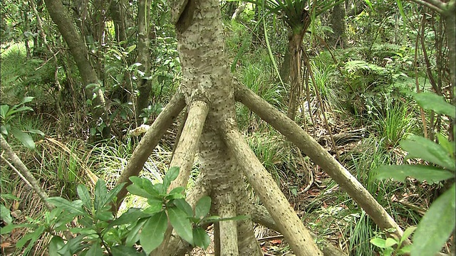 一种露兜树生长在集子岛。视频素材