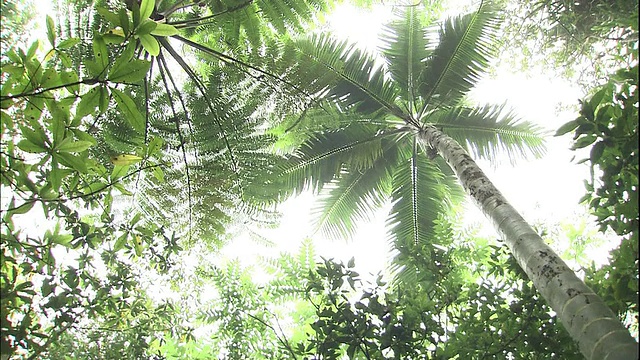 在日本小笠原群岛，明亮的阳光照射在特定的热带树木上。视频素材