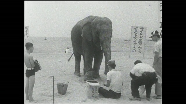 一只大象在Koshien海滩表演特技，逗乐度假者。视频素材