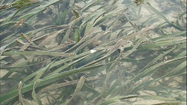在日本石垣岛附近的海面上，一朵白色的雄性Enhalus acoroides花朵盛开。视频下载