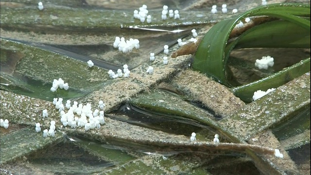 在日本石垣岛附近的海面上，白色雄花Enhalus acoroides只在退潮时开花。视频下载