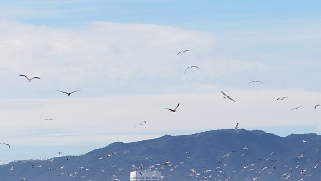 慢镜头海鸥聚集在太平洋圣莫尼卡山脉附近视频素材