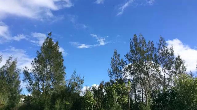 云掠过树木视频素材