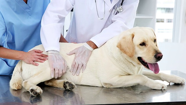 两个兽医在检查一只黄色的拉布拉多犬视频下载