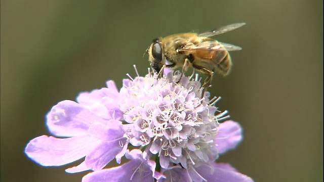 一只食蚜蝇栖息在日本金银花上。视频素材