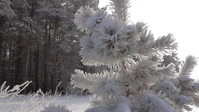 雪中的冬日森林视频下载