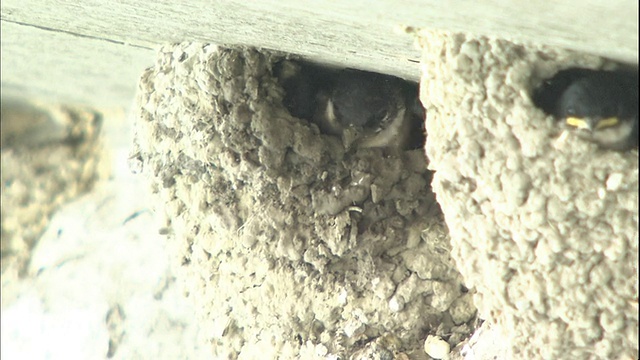 在日本，家燕从一座桥下的巢中飞走。视频下载