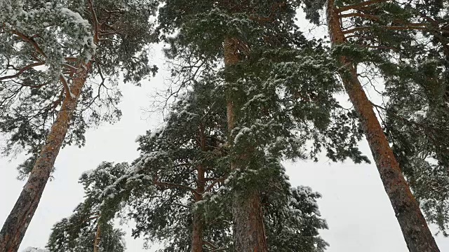 冬天的松林里，积雪覆盖着树木。视频下载