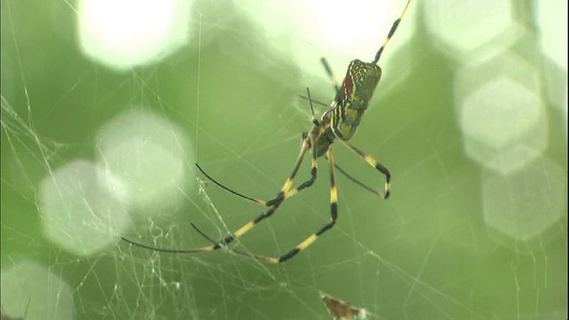 在日本平冢，一只丝蜘蛛在一张网上快速移动。视频素材