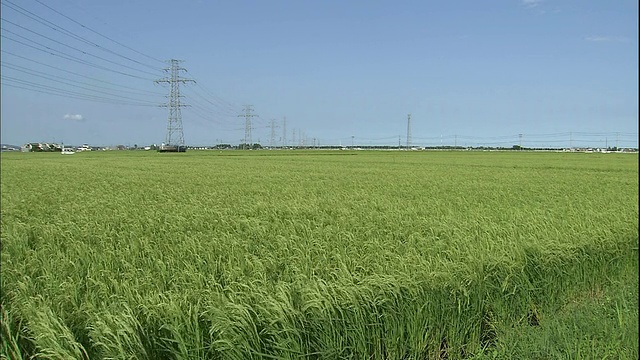 成熟的稻秆在微风中摇曳。视频下载