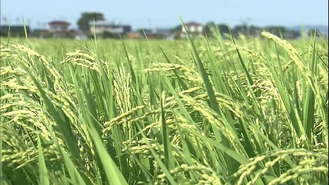 成熟的稻秆在微风中弯曲。视频下载