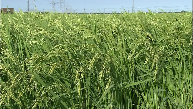 微风吹弯了成熟的稻秆。视频下载