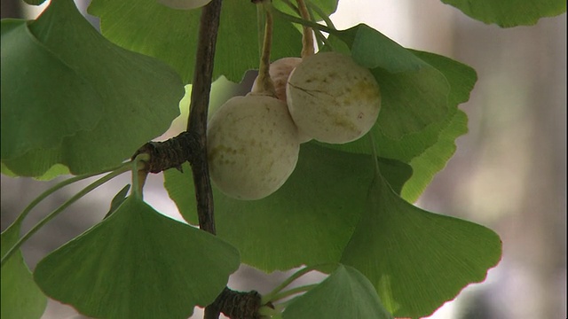 银杏树上成串的坚果成熟了。视频素材