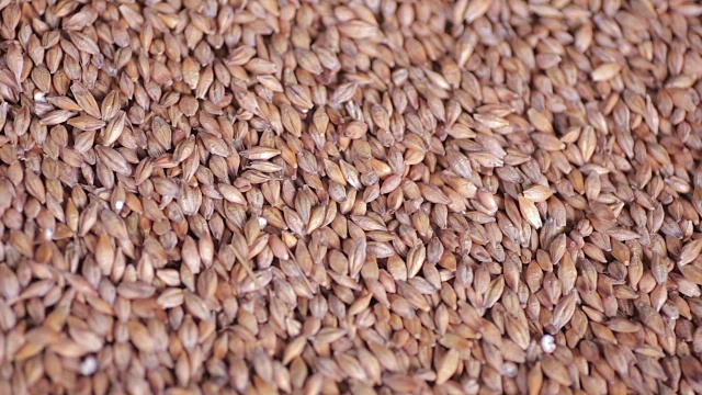 小麦落粒视频素材