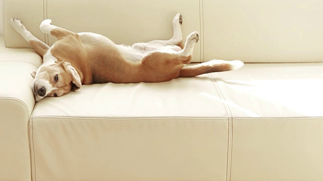 小猎犬在沙发上睡觉，当他注意到有人时，就用尾巴旋转视频素材